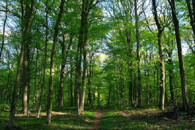 Kolda: Le sous-préfet suspend les constructions dans la forêt classée de Mahon