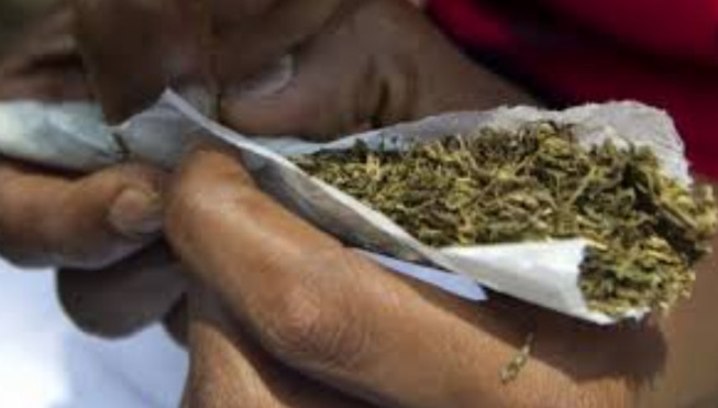 Kaolack: 120 kilos de chanvre indien saisis par la Douane Kaolack: 120 kilos de chanvre indien saisis par la Douane