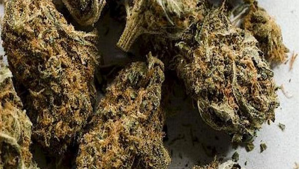 Trafic de drogue: La Police arrête 5 individus à Diourbel Trafic de drogue: La Police arrête 5 individus à Diourbel