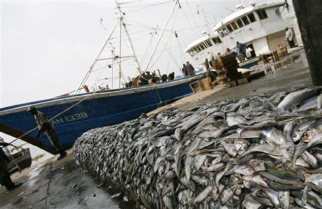 Pillage ressources halieutiques: l'UE veut un nouveau partenariat de 10.000 tonnes de poisson par an