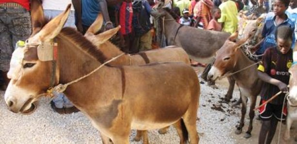 Drame à Louga: Un enfant d'un an tué par un âne Drame à Louga: Un enfant d'un an tué par un âne
