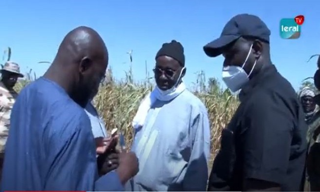 Samuel Sarr à Lagane : L'ancien ministre de l'énergie dans ses habits de Talibé aux champs de Serigne Saliou Mbacké