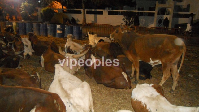 PHOTOS: Grande préparation du Gamou Chez Cheikh Bethio!!!