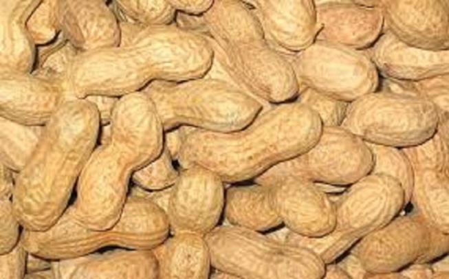 Hausse du prix du kilogramme d’arachide au producteur: A Diourbel, le montant jugé acceptable, mais… Hausse du prix du kilogramme d’arachide au producteur: A Diourbel, le montant jugé acceptable, mais…