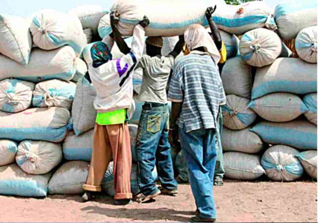 Campagne de commercialisation de l'arachide: Un démarrage timide noté Campagne de commercialisation de l'arachide: Un démarrage timide noté