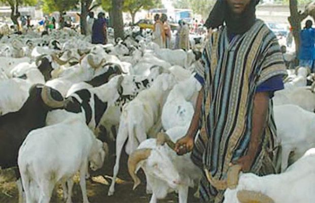 Comité du foirail des grands ruminants : Une vive tension notée entre les deux camps à Diamaguene Comité du foirail des grands ruminants : Une vive tension notée entre les deux camps à Diamaguene