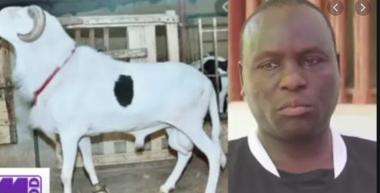 Vol de moutons chez Boy Kaïré: Les présumés voleurs entendus dans le fond par le Dji Vol de moutons chez Boy Kaïré: Les présumés voleurs entendus dans le fond par le Dji