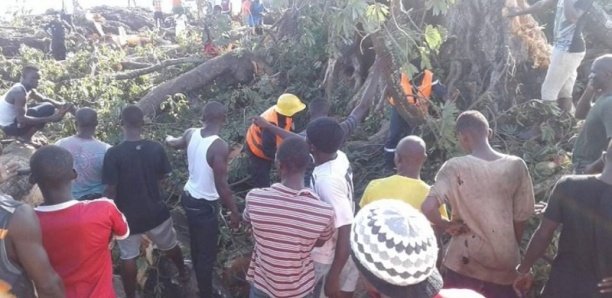 Goudomp: Un baobab s'effondre et fait plusieurs blessés Goudomp: Un baobab s'effondre et fait plusieurs blessés