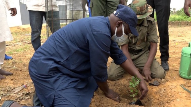 Grande Muraille verte: " La vision du Président Macky Sall est beaucoup plus ambitieuse que celle de Wade"