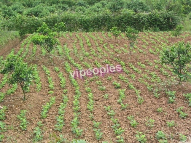 Agriculture : « Les chasseurs de terres fertiles », un danger pour l’agriculture paysanne sénégalaise Par Serigne Mor Gaye