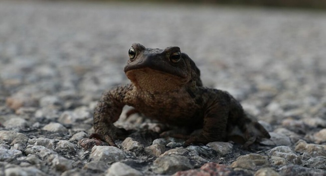 Une route départementale française fermée pour trois mois afin de sauver les amphibiens Une route départementale française fermée pour trois mois afin de sauver les amphibiens