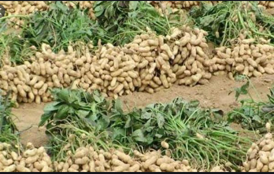Campagne de commercialisation agricole: Le Président Macky Sall instruit à un déploiement sur le terrain Campagne de commercialisation agricole: Le Président Macky Sall instruit à un déploiement sur le terrain