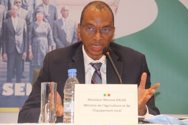 Ambition d’autosuffisance en riz ratée pour le Sénégal : M Baldé, le ministre accuse les experts Ambition d’autosuffisance en riz ratée pour le Sénégal : M Baldé, le ministre accuse les experts