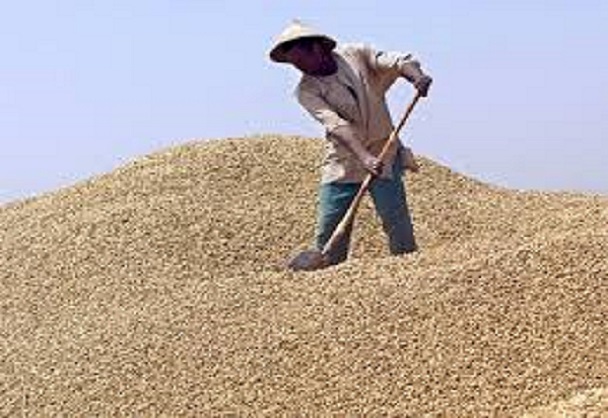 Blocage du marché chinois: Au bassin arachidier, producteurs, opérateurs et ouvriers agricoles crient leur amertume Blocage du marché chinois: Au bassin arachidier, producteurs, opérateurs et ouvriers agricoles crient leur amertume