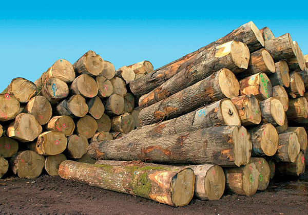 Trafic de bois: Un conducteur de camion qui transportait 141 troncs de madriers, arrêté