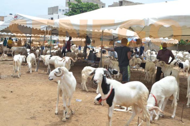 Moutons de Tabaski: Le Sénégal enregistre un surplus de 17, 42 % en 2020