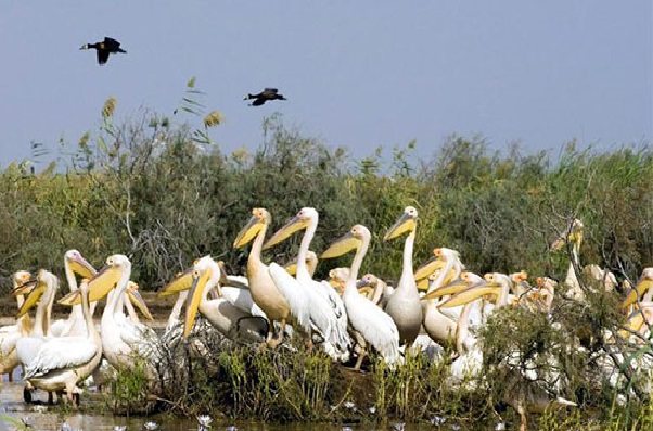 La biodiversité au Sénégal en péril : une alerte lancée par l’Uicn La biodiversité au Sénégal en péril : une alerte lancée par l’Uicn