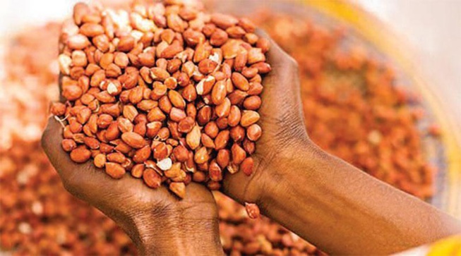 Les paysans du Bassin arachidier appellent à la rétention des graines Les paysans du Bassin arachidier appellent à la rétention des graines