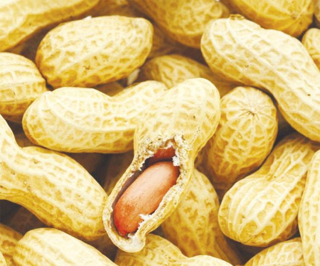 L'Etat bloque les exportations d'arachide L'Etat bloque les exportations d'arachide