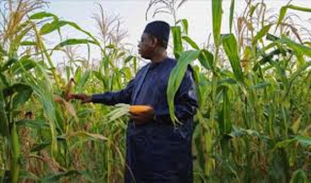 Zoom sur le discours à la nation du Président: l’agriculture, le poumon sauveur du Sénégal de la récession Zoom sur le discours à la nation du Président: l’agriculture, le poumon sauveur du Sénégal de la récession