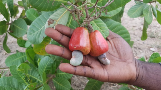 Anacarde: 37 199 tonnes exportées pour 23,7 milliards de francs Cfa en 2020 Anacarde: 37 199 tonnes exportées pour 23,7 milliards de francs Cfa en 2020