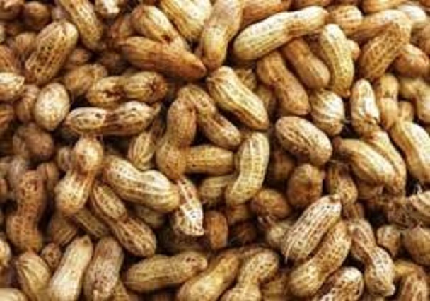 Commercialisation de l’arachide : L’Etat lève son interdiction d’exportation de graines Commercialisation de l’arachide : L’Etat lève son interdiction d’exportation de graines