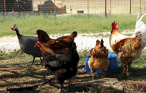 3 mois de prison ferme au maçon « débrouillard » : pour les funérailles de son grand-père à Diourbel, il avait volé des pintades et des poulets 3 mois de prison ferme au maçon « débrouillard » : pour les funérailles de son grand-père à Diourbel, il avait volé des pintades et des poulets