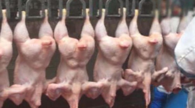 18 tonnes de poulets volées à la SEDIMA : des pépins en vue pour Ngongo Guèye, le responsable du magasin de stockage