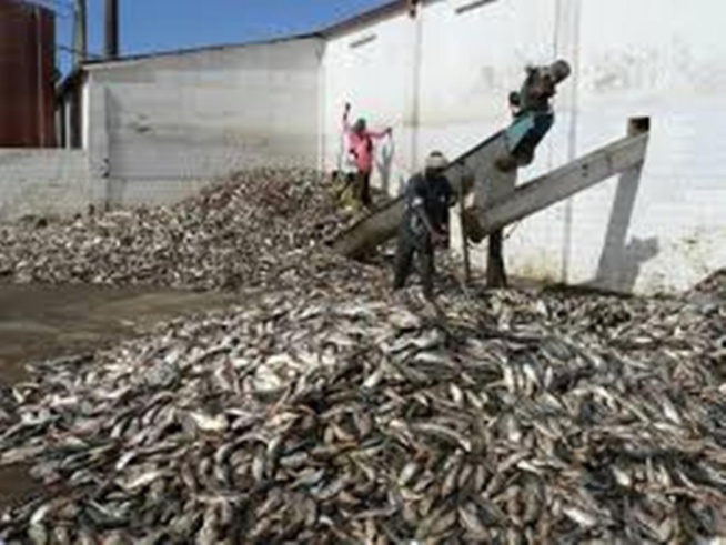 Implantation usines fabrication farine de poisson: les acteurs de la pêche artisanale parlent de « catastrophe »