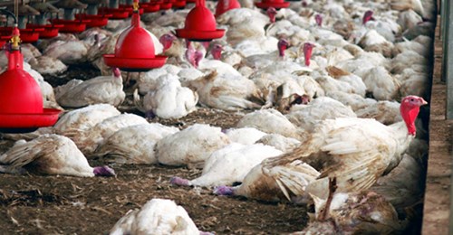 Urgent : La grippe aviaire signalée au Sénégal, 58 000 volailles tuées Urgent : La grippe aviaire signalée au Sénégal, 58 000 volailles tuées