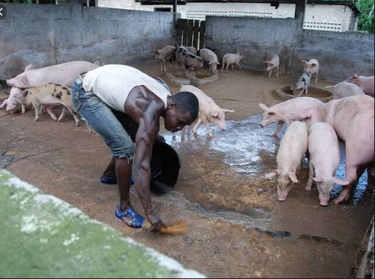 Complaintes éleveurs de Porcs: Quand le «Niamu Mbaam… » devient introuvable