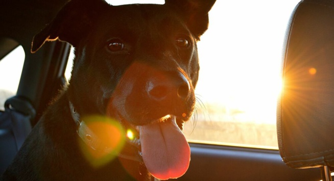 «Ne laissez pas vos clés dans la voiture»: elle se fait voler son chien avec son auto mais les retrouve