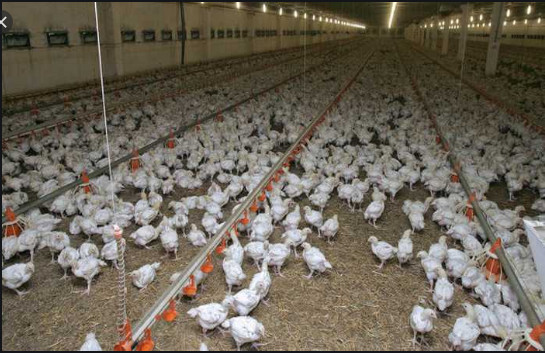 Mauritanie : L’importation de la volaille et ses dérivés en provenance du Sénégal, suspendue Mauritanie : L’importation de la volaille et ses dérivés en provenance du Sénégal, suspendue