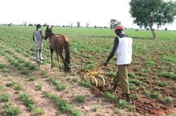 Délivrance suspendue du titre foncier sur les terres arables du monde rural : des bombes foncières en attente d’être désamorcées Délivrance suspendue du titre foncier sur les terres arables du monde rural : des bombes foncières en attente d’être désamorcées