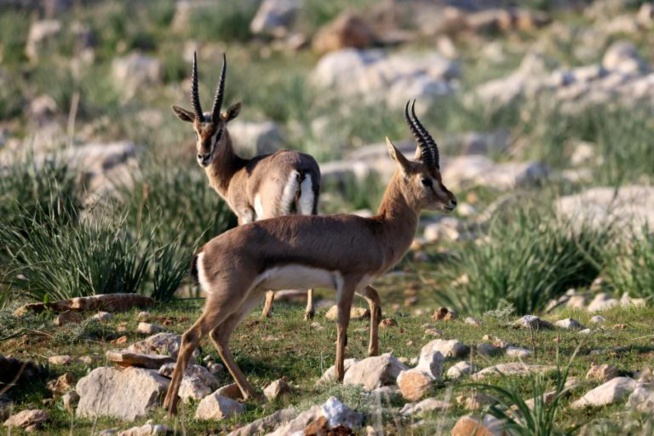 La gazelle de montagne peut disparaître La gazelle de montagne peut disparaître