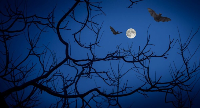 Une nouvelle espèce de chauve-souris orange découverte par des chercheurs - vidéo Une nouvelle espèce de chauve-souris orange découverte par des chercheurs - vidéo