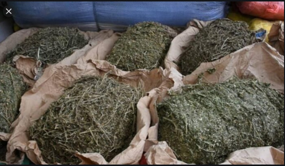 Grand-Yoff : Des "trafiquants" de drogue arrêtés Grand-Yoff : Des "trafiquants" de drogue arrêtés