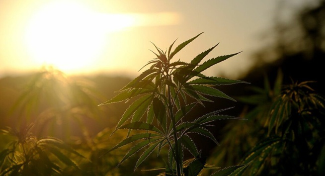 Quand un simple contrôle pour un excès de vitesse débouche sur une saisie de drogue