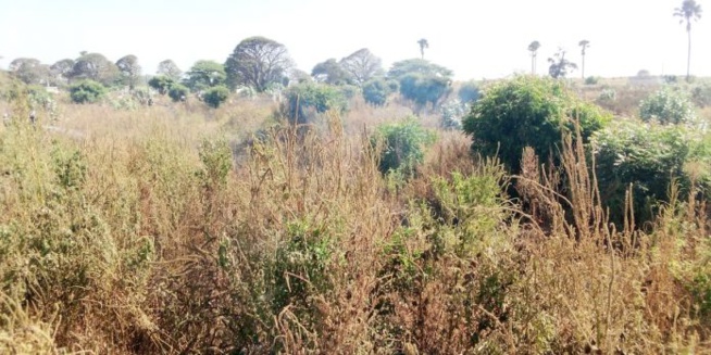 Urgent – Le cimetière de Soumbédioune prend feu ! Voici les images…