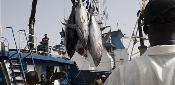 10 000 tonnes de thon et 1 750 tonnes de merlu noir par an : Les termes scandaleux de l’accord de pêche Sénégal-Ue
