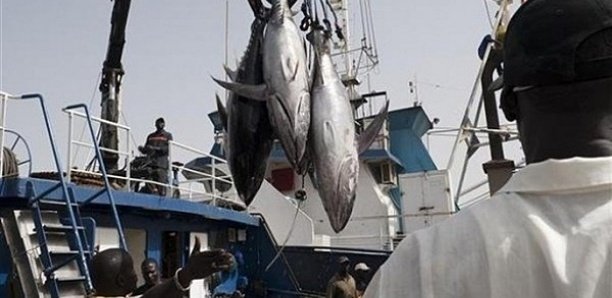 10 000 tonnes de thon et 1 750 tonnes de merlu noir par an : Les termes scandaleux de l’accord de pêche Sénégal-Ue 10 000 tonnes de thon et 1 750 tonnes de merlu noir par an : Les termes scandaleux de l’accord de pêche Sénégal-Ue
