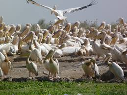 Parc de Djoudj: la grippe aviaire a tué les 750 pélicans Parc de Djoudj: la grippe aviaire a tué les 750 pélicans