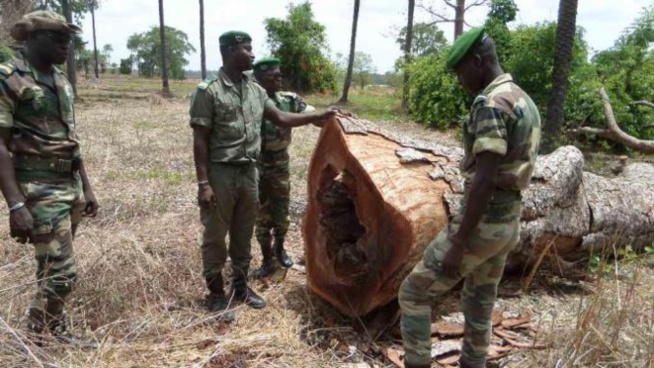 Tambacounda: la gendarmerie saisit 350 troncs d'arbres Tambacounda: la gendarmerie saisit 350 troncs d'arbres