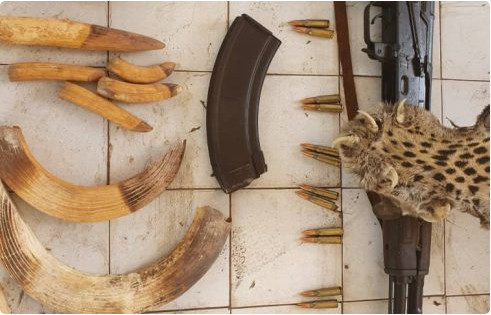 Tambacounda/ Criminalité faunique: Des peaux de léopards, des ivoires d’hippopotame, une arme de guerre saisis, trois suspects arrêtés Tambacounda/ Criminalité faunique: Des peaux de léopards, des ivoires d’hippopotame, une arme de guerre saisis, trois suspects arrêtés