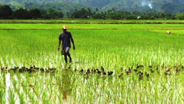 Financement de la campagne « contre saison chaude riz 2021 » dans la Vallée du Fleuve Sénégal : La Banque Agricole met plus de 6 milliards au profit de 514 organisations paysannes Financement de la campagne « contre saison chaude riz 2021 » dans la Vallée du Fleuve Sénégal : La Banque Agricole met plus de 6 milliards au profit de 514 organisations paysannes