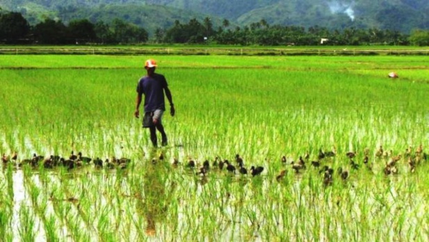 Financement de la campagne « contre saison chaude riz 2021 » dans la Vallée du Fleuve Sénégal : La Banque Agricole met plus de 6 milliards au profit de 514 organisations paysannes