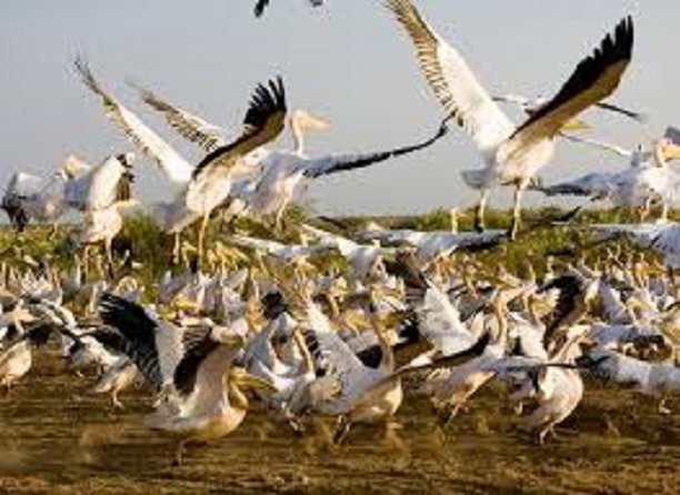 Grippe aviaire : Le Parc national mauritanien du Diawling aussi touché et fermé Grippe aviaire : Le Parc national mauritanien du Diawling aussi touché et fermé