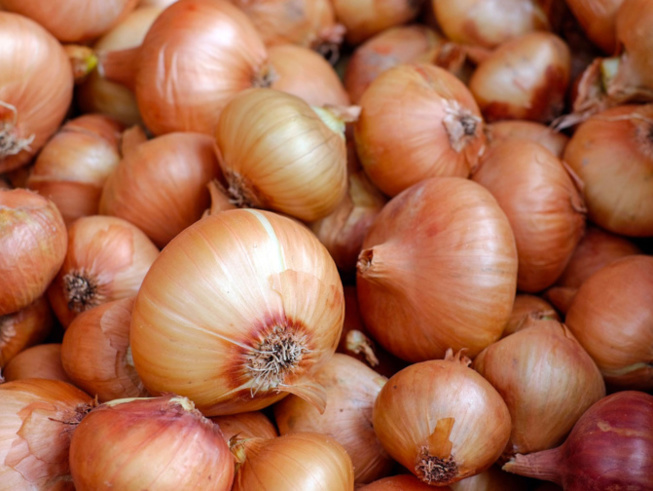 Commercialisation de l’oignon local: L’Interprofession sonne l’alerte Commercialisation de l’oignon local: L’Interprofession sonne l’alerte