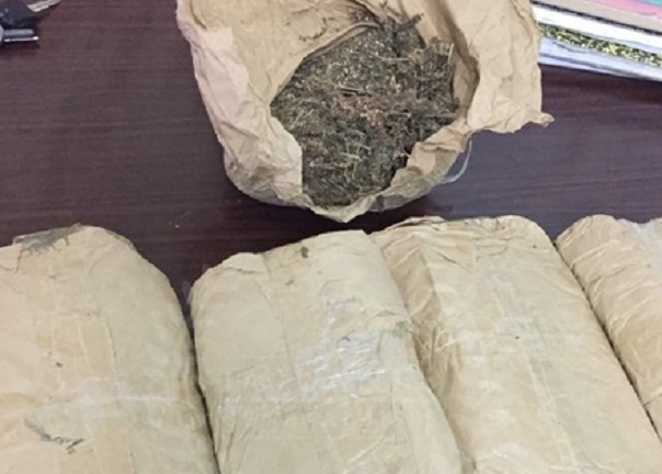 Trafic de drogue : la Douane de Kaolack et Joal intercepte 550 kg de chanvre indien