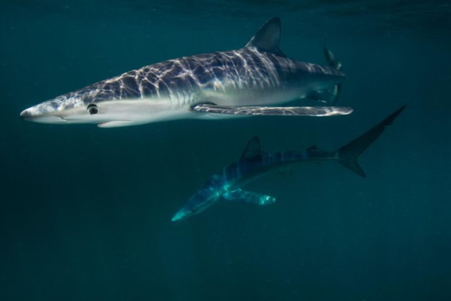 Attaqué par un requin, il évoque ses «yeux rouges brillants»